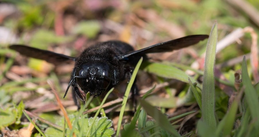 carpenter bee image
