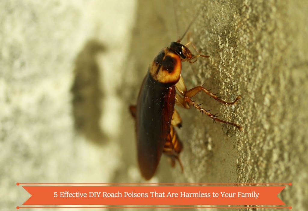 DIY Roach Poisons DIY Roach Poisons